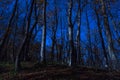 Mysterious autumn forest in the moonlight