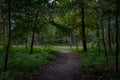 Mysterious autumn forest