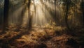 Mysterious autumn forest, tranquil dawn, spooky beauty in nature generated by AI