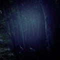 mysterious background of dark and haunted forest.