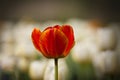 A closeup orange tulip in blossom Royalty Free Stock Photo