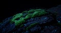 Mysterious bioluminescent moss glows on dark stone Royalty Free Stock Photo