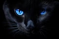 Mysterious Black cat blue eyes. Generate Ai Royalty Free Stock Photo