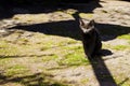 Mysterious black cat in the shadows ominously looks Royalty Free Stock Photo