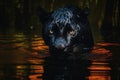 Mysterious black jaguar in the jungle crossing the river