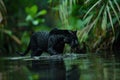 Mysterious black jaguar in a jungle river