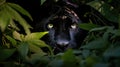 Mysterious black panther in the jungle