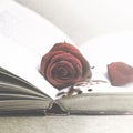 Mysterious book with a bloody rose resting on the pages Royalty Free Stock Photo