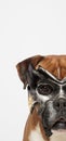 Mysterious boxer dog hiding behind his mask Royalty Free Stock Photo