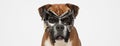 Mysterious boxer dog hiding behind a mask Royalty Free Stock Photo