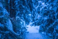 Mysterious and breathtaking coniferous forest on a winter night Royalty Free Stock Photo