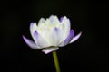 A mysterious bright white purple water lily in the pool Royalty Free Stock Photo