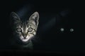 Mysterious cat eyes in the dark Royalty Free Stock Photo