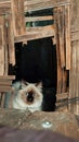 Mysterious cat in the hut