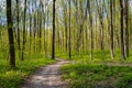 Mysterious city park route to sunny meadow, forest thickets dirt road, spring flowers, midday sunshine and shadow Royalty Free Stock Photo