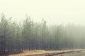 Mysterious coniferous forest near rural dirt road covered with heavy fog in early autumn morning. Pine trees with thick fog along