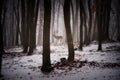 Mysterious creepy foggy forest covered with glaze ice and rime Royalty Free Stock Photo