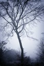 Mysterious creepy foggy winter landscape with solitary tree covered with glaze ice and rime