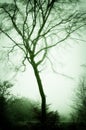 Mysterious creepy foggy winter landscape with solitary tree covered with glaze ice and rime