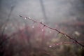 Mysterious dark autumn forest in fog with orange leaves, road, trees and branches Royalty Free Stock Photo