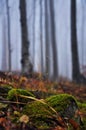 Mysterious dark autumn forest in green fog with moss trees and branches