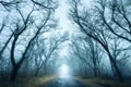 Mysterious dark autumn forest in green fog with road, trees.