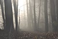 Mysterious dark autumn forest in green fog with road, trees and branches Royalty Free Stock Photo