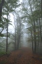 Mysterious dark autumn forest in green fog with road, trees and branches Royalty Free Stock Photo