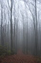 Mysterious dark autumn forest in green fog with road, trees and branches Royalty Free Stock Photo