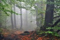 Mysterious dark autumn forest in green fog with road, trees and branches Royalty Free Stock Photo