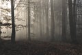 Mysterious dark autumn forest in green fog with road, trees and branches Royalty Free Stock Photo