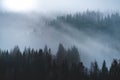 Mysterious dark-colored shot of a foggy coniferous forest at the daytime
