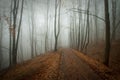 Mysterious dark forest with fog and road in autumn Royalty Free Stock Photo