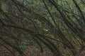 Mysterious dark forest with mossy trees. Dense thickets, gloomy, mysterious green forest with wind-bent trees and moss