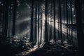 Mysterious dark forest with rays of light coming through the trees Royalty Free Stock Photo