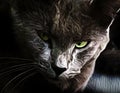 Mysterious Dark Gray or Black Cat or Panther Hiding in the Shadows with Fierce Green Eyes Royalty Free Stock Photo