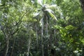 Jungle forest in Barbados Royalty Free Stock Photo