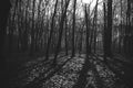 Mysterious dark old forest in fog, black and white Royalty Free Stock Photo