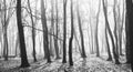 Mysterious dark old forest in fog, black and white Royalty Free Stock Photo