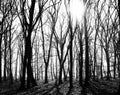 Mysterious dark old forest in fog, black and white Royalty Free Stock Photo