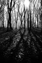 Mysterious dark old forest in fog, black and white Royalty Free Stock Photo