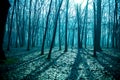 Mysterious dark old forest in fog, blue night Royalty Free Stock Photo