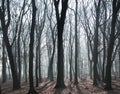 Mysterious dark old forest in fog Royalty Free Stock Photo