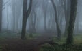 Mysterious dark old forest with fog Royalty Free Stock Photo