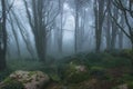 Mysterious dark old forest with fog Royalty Free Stock Photo