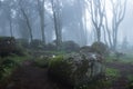 Mysterious dark old forest with fog Royalty Free Stock Photo