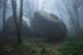 Mysterious dark old forest with fog