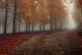 mysterious dark path in a misty autumn foggy forest Royalty Free Stock Photo