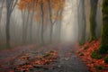 mysterious dark path in a misty autumn foggy forest Royalty Free Stock Photo