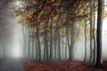 mysterious dark path in a misty autumn foggy forest Royalty Free Stock Photo